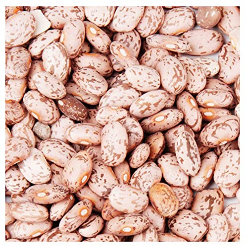 Bush Bean Pinto Bean Seeds