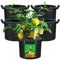 VIEWALL Lot de 5 Sacs de Plantation de 11 l avec poignée et œillets en métal, Pots en Tissu pour dans Une Tente de Culture, Sacs de Plantation réutilisables, pour la Culture de tomates