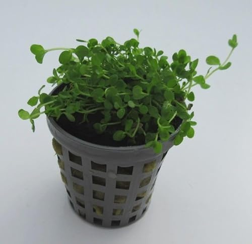 florari Micranthemum tweediei monte carlo/Tweedies Perlenkraut im Topf