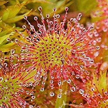 10 Samen - Winterharter Sonnentau - fleischfressende Pflanze, Drosera rotundifolia