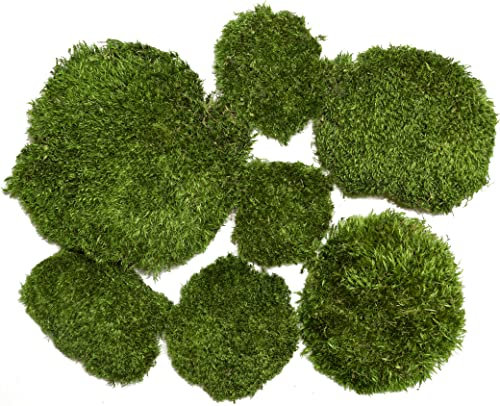 Hügelmoos Flachmoos Moosmatte Moosplatte Plattenmoos Natur Deko Moos echtes Moss Osterdeko Frühlingsdeko Deko-Moos frisches Natur Moos