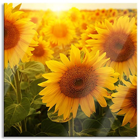 Pixxprint Glasbild, Wandbild auf Echtglas, Sonnenblumen auf dem Feld, 50x50 cm, inkl. Aufhängung und Abstandshalter