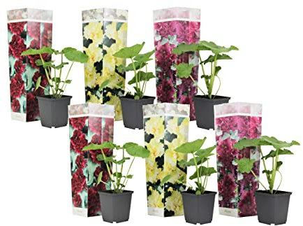 Plant in a Box - Alcea rosea 'Spring celebrities' Rot, Gelb, Lila - Gartenpflanzen - Stockrosen - Winterhart Mix von 6 - Topf 9cm - Höhe 25-40cm