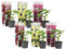 Plant in a Box - Alcea rosea 'Spring celebrities' Rot, Gelb, Lila - Gartenpflanzen - Stockrosen - Winterhart Mix von 6 - Topf 9cm - Höhe 25-40cm
