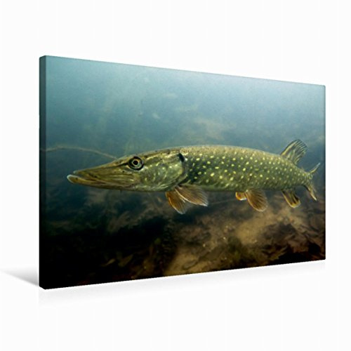 Premium Textil-Leinwand 75 x 50 cm Quer-Format Junger Hecht | Wandbild, HD-Bild auf Keilrahmen, Fertigbild auf hochwertigem Vlies, Leinwanddruck von Mario Merkel. Tauchrevier Deutschland
