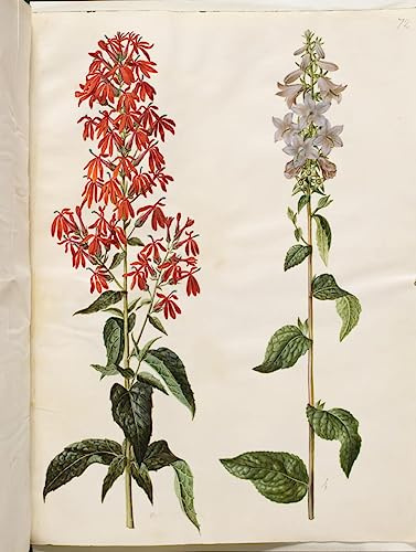 DLZJYIQV Famous Painting Oil Painting Canvas Image Lobelia Cardinalis Campanula Latifolia by Hans Simon Holtzbecker Print Artwork for Wall Decor 60x90cm