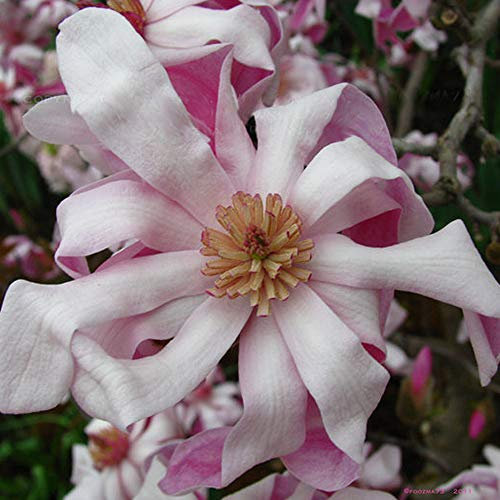Portal Cool 1 X Magnolia Stellata 'Rosea' stellata Magnolia arbusto deciduo Hardy pianta in vaso