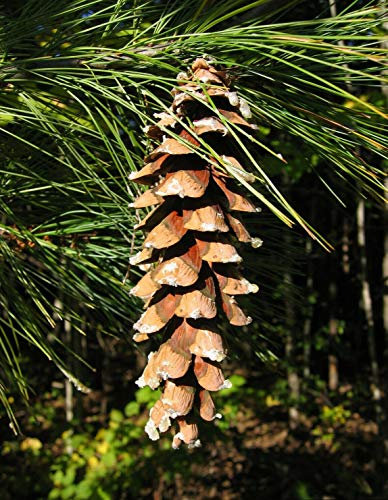Weymouth-Kiefer Pinus strobus Pflanze 15-20cm Weymouthskiefer Strobe Kiefer
