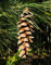 Weymouth-Kiefer Pinus strobus Pflanze 15-20cm Weymouthskiefer Strobe Kiefer