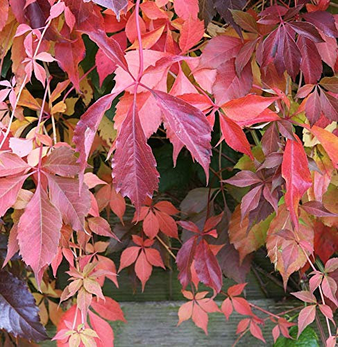 Selbstkletternde Jungfernrebe 60-80cm - Parthenocissus quinquefolia - lebende Gartenpflanze aus den Baumschulen