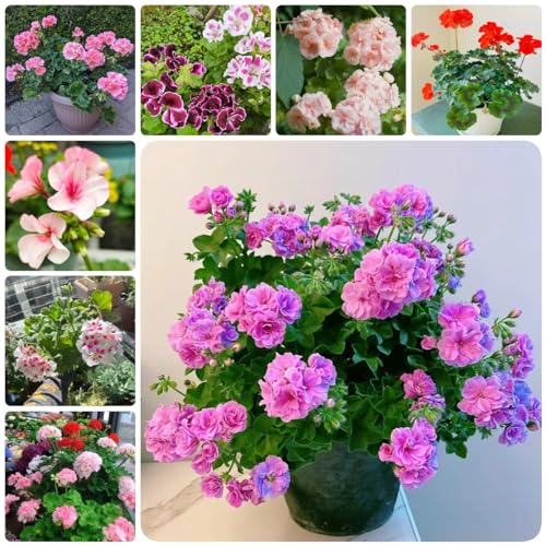 120 pcs geranien hängend samen - geschenke für ältere menschen geranie,Pelargonium hortorum, gewächshaus balkon blumendeko blumen flower seeds bonsai topf wildblumenwiese saatgut mehrjährig