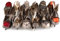 kgjsdf Künstliche Federvögel, bunt, künstliche Schaumstoff-Vögel, zum Anklippen, Weihnachtsbaumschmuck, kleine Vogel-Figuren für Zuhause, Innen- und Außenbereich, Garten, Hochzeitsdekoration, 12 Stück