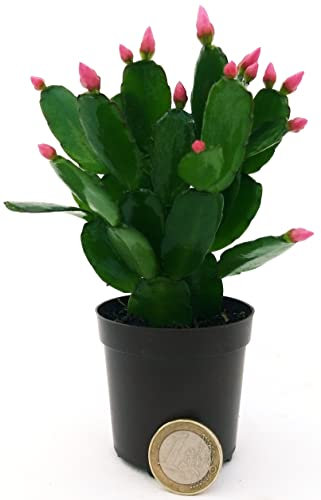 POWERS TO FLOWERS - RHIPSALIS ROSA MICRO IDEALE PER TERRARIUM, NATALINA, PASQUALINA, VASO 5,5 CM, pianta vera