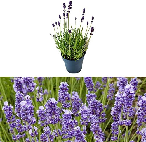 Lavender Melissa Lilac - Lavandula in a 9cm Pot Ready to Plant - Summer Colour Plant for Scented Gardens (3 Plants)