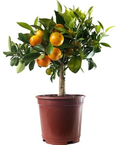 Naranjo Chino Natural Árbol de Interior Perfecto para Decorar