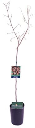Pianta di Nocciolo Albero di Nocciolo diverse varietà Età 2 anni Pianta da frutto pianta a esterno albero vero di Nocciolo venduto da eGarden.store (Tonda Gentile Delle Langhe)