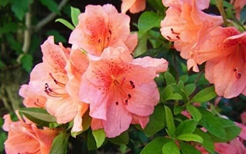 PLAT FIRM GERMINATIONSAMEN: Azalea - DUC DE Rohan - LACHS - 1 Pflanze - 4Pot - Rhododendron Zone 8-10