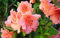 PLAT FIRM GERMINATIONSAMEN: Azalea - DUC DE Rohan - LACHS - 1 Pflanze - 4Pot - Rhododendron Zone 8-10