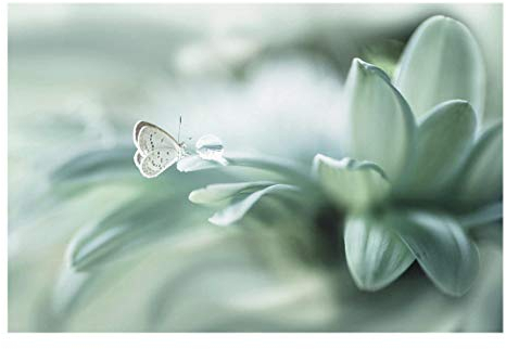 Bilderwelten Glasbild Echtglas - Schmetterling und Tautropfen in Pastellgrün - 40 x 60 cm
