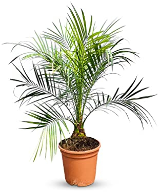 Sunny Tree - Palmier dattier nain - PHOENIX ROEBELENII - Plante d'intérieur - Palmier 100 centimètres avec pot
