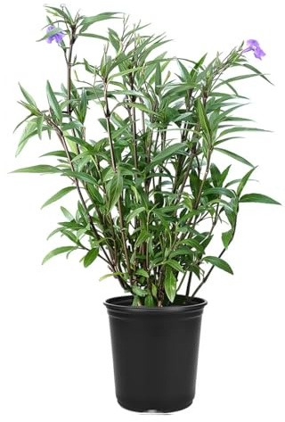Mexican Petunia Purple | 1 Large Trade Gallon Size Plant | Ruellia Brittoniana | Purple Flowering Landscape Pollinator, Heat Tolerant Groundcover, Outdoor Perennial Gardens Borders Walkways Container