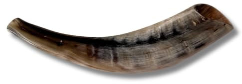 Spring Nahal Schofar: Authentischer und koscherer polierter Ramhorn-Schofar aus Israel (25,4 cm – 30,5 cm)