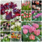 8 Pcs Tulpenzwiebeln Kaufen - Tulipa Gesneriana - Tulpen Zwiebeln, Deko Blumen, Topfpflanzen Echt Tulpenzwiebel, Blumenzwiebeln Tulpen, Frühlingsblüher Zwiebeln, Seltene Pflanzen Blumenzwiebel