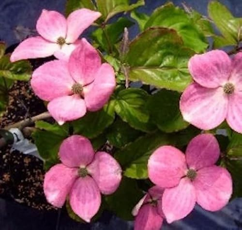 Japanischer Blumen Hartriegel Radiant Rose 60-80cm - Cornus kousa - lebende Gartenpflanze aus den Baumschulen