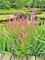 3x Blutweiderich | Lythrum salicaria | Wasserpflanze | Teichpflanze | winterhart | Filterpflanze | Klärpflanze | auch für Schwimmteiche | blütenreiche Art