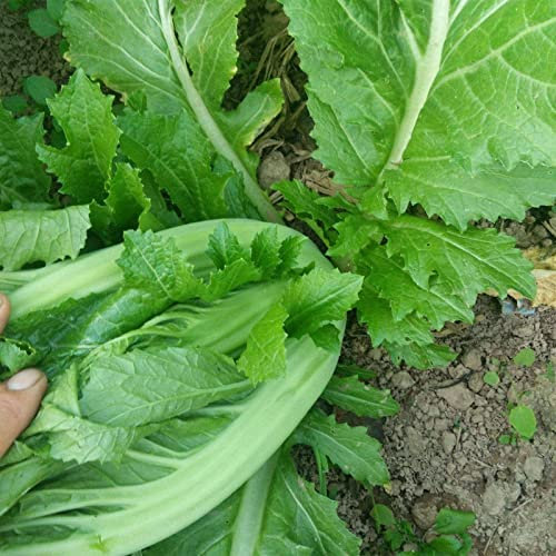 Haloppe Confezione da 500 Semi di Senape per la Semina del Giardino Domestico, Semi di ortaggi Semi di Senape Naturali freschi per Fattoria Verde