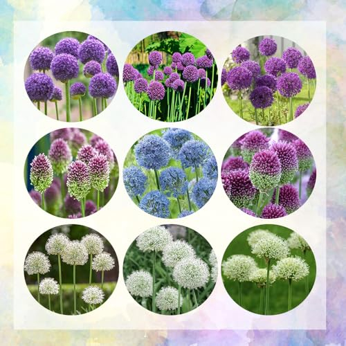 20 pcs allium zwiebeln winterhart - Allium giganteum - pflanzen winterhart draußen zierlauch zwiebel frühblüher zwiebeln winterharte stauden dauerblüher garten blumen winterhart, bienenfreundliche