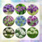 20 pcs allium zwiebeln winterhart - Allium giganteum - pflanzen winterhart draußen zierlauch zwiebel frühblüher zwiebeln winterharte stauden dauerblüher garten blumen winterhart, bienenfreundliche