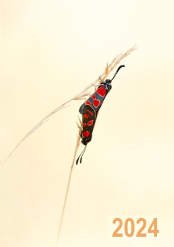 2024: Kalender 2024 - Wochenplaner - DIN A5 - eine Woche pro Doppelseite - Widderchen