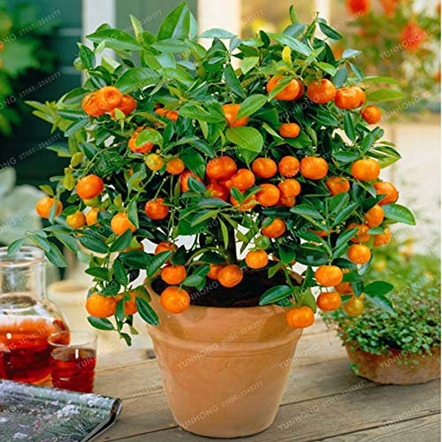 Bloom Green Co. impianto di Citrus Bonsai mandarino Bonsai commestibile vegetale frutto Bonsai cibo sano giardino della casa facile da coltivare 30 pc