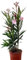 Planta natural Adelfa Nerium Oleander Rosa, 30 cm. Arbusto ornamental, con flores vistosas y muy resistentes. Segura Garden.