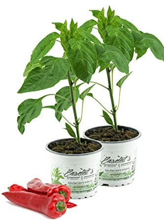 2x Spitzpaprika rot 'Conored F1', Capsicum annuum, frischer Paprika