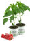 2x Spitzpaprika rot 'Conored F1', Capsicum annuum, frischer Paprika