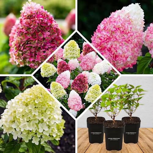 Winterharte Hortensien Paniculata Collection (3 Pflanzen) - Hydrangea pflanzen aus Holland - Echte Garten Hortensie (kein Samen, Kunstblumen und nicht künstlich) - Mehrjährig Balkonpflanzen