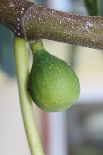 eGarden.store - Pianta vera di Fico o Fioreone o Ficus Carica diverse varietà 2 anni - Albero da frutta commestibile da coltivare in giardino o in vaso (Natalino o Catalano)