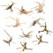 CESUO Treibholz für Aquarium Natur Holz Zweige Aquarium Dekorationen Reptilien Baum Stamm Treibholz Sortiert (10 Pack)