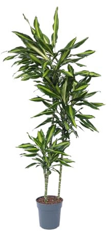 Plant in a Box - Dracaena fragrans 'Cintho' - Drachenbaum - Topf 24cm - Höhe 140-150cm