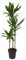 Plant in a Box - Dracaena fragrans 'Cintho' - Drachenbaum - Topf 24cm - Höhe 140-150cm