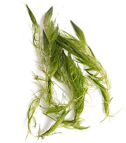 PondPlantsUK Floating Plants 3 x Large Bunches Hornwort Fast Growing Aquarium Plant x 15 Strands