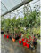 Alberi Da Frutto (Kit da 3 Alberi) di 2 anni