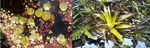 tolles Schwimmpflanzen Set für Ihrem Gartenteich : 3x Krebsschere + 9x Froschbiss