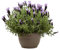 Verdecora Cantueso tarrina Ø25cm | Lavandula Stoechas | Planta natural de exterior con flores moradas | Resistente | Flores terraza y balcón