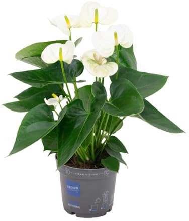 Anthurium Weiß - Flamingoblume - Zimmerpflanze - Ø12cm - ↑43cm