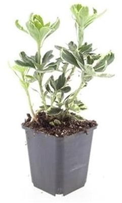 Exotenherz Bodendecker - Weissbuntes Schattengrün - Pachysandra terminalis 'Variegata' - 9cm Topf - Set mit 20 Pflanzen