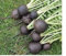 Radis rond noir espagnol épicé Crisp Easy Grow, 30 graines