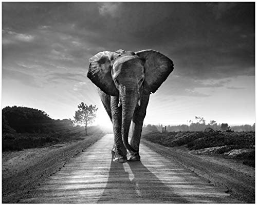 Wallario Poster - Elefant bei Sonnenaufgang in Afrika schwarzweiß in Premiumqualität, Größe: 40 x 50 cm